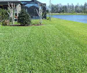 Grass Seed Mat a 1.500 CZK